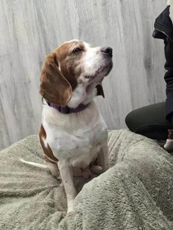 Balu - Deutscher Schäferhund - Bild 7
