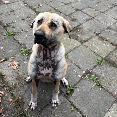 Kangal-Hirtenhund-Mix Hannah