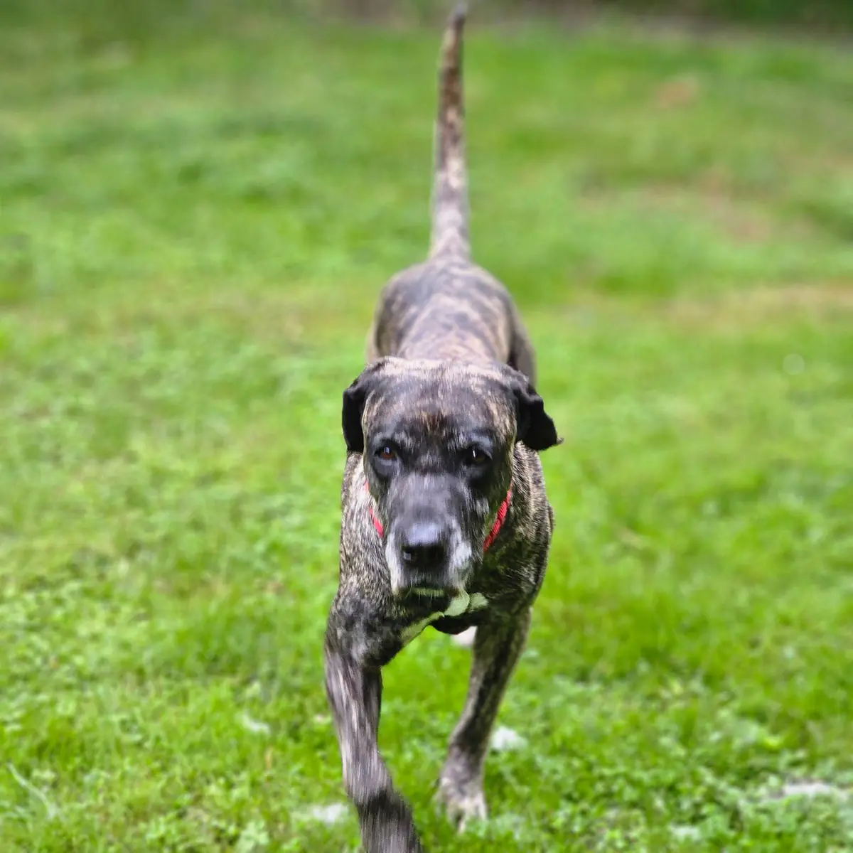 Olivia - Dogo Canario - Bild 10