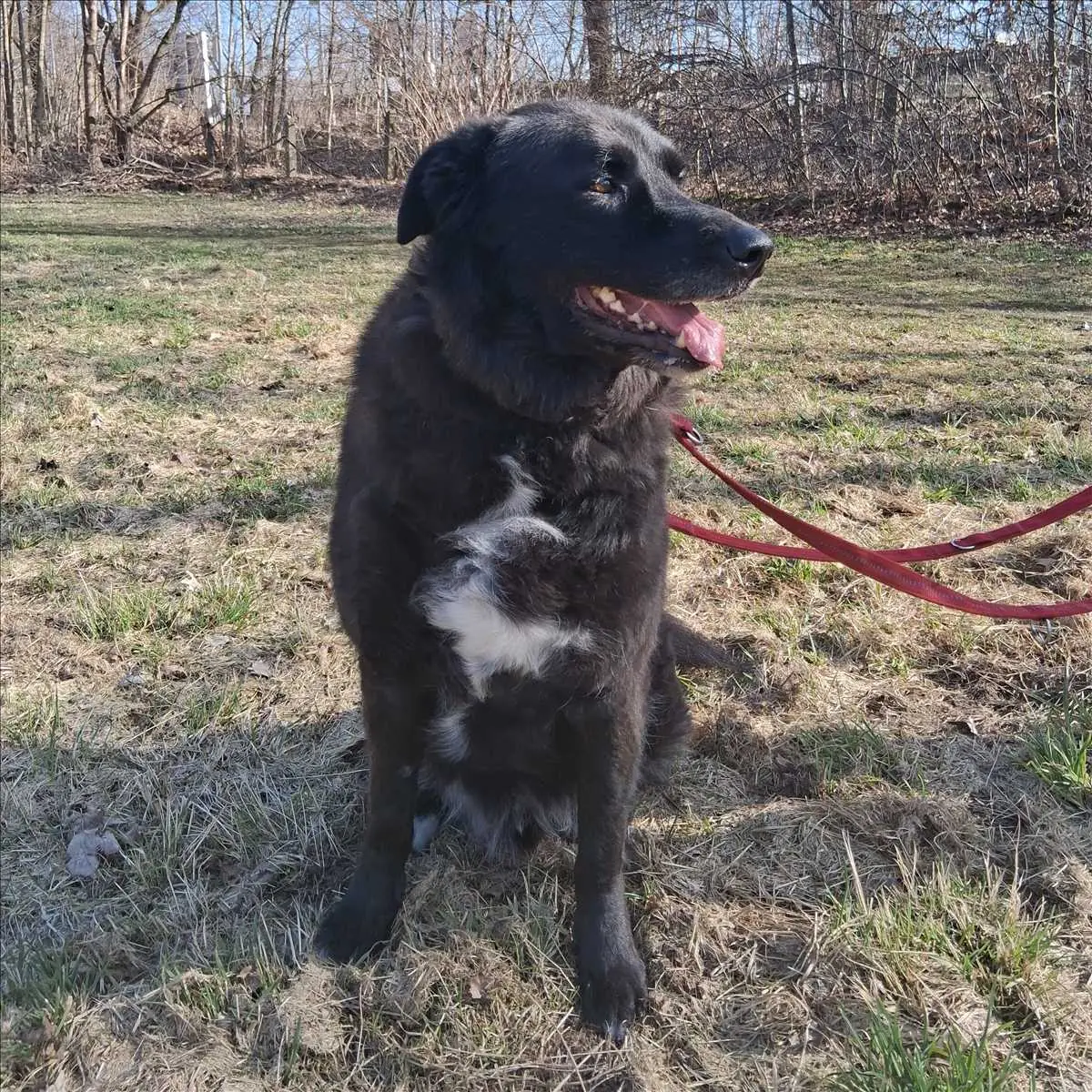 LEOPOLD -  - Bild 2