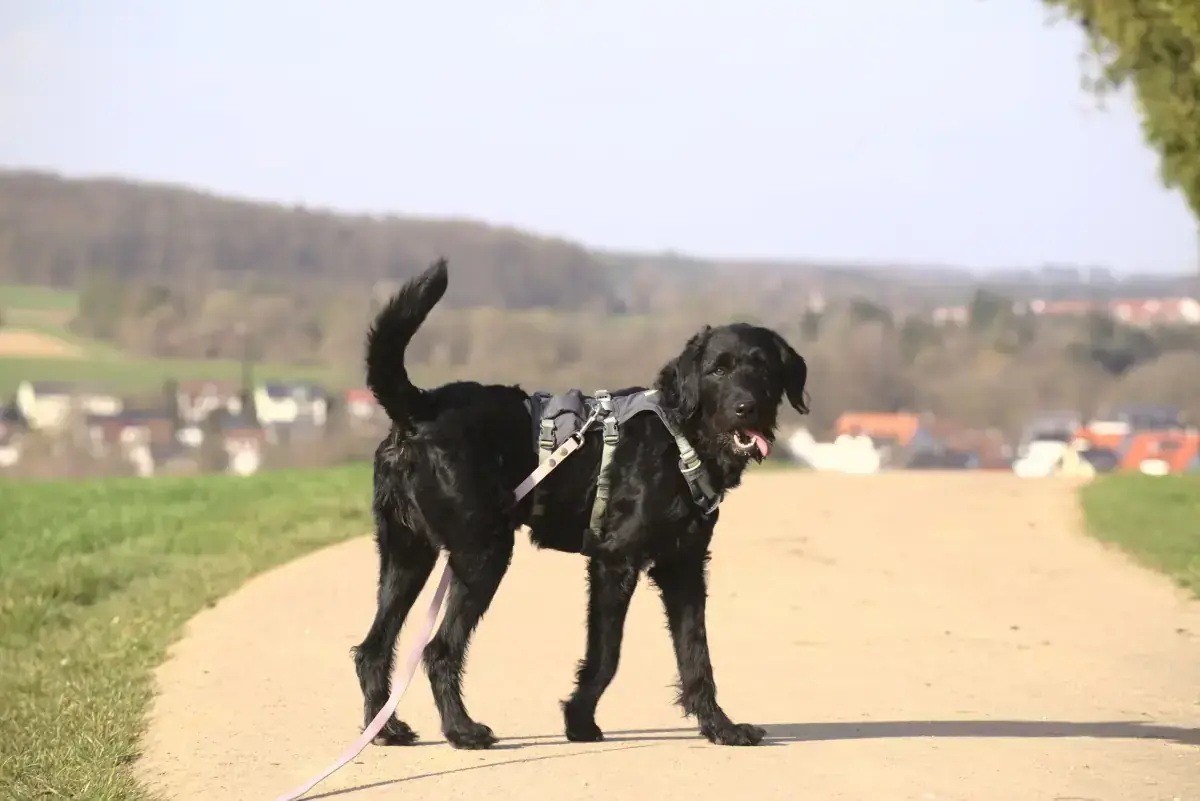 Simba -  - Bild 3