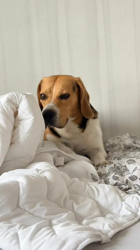 Einstein - Beagle - Bild 4