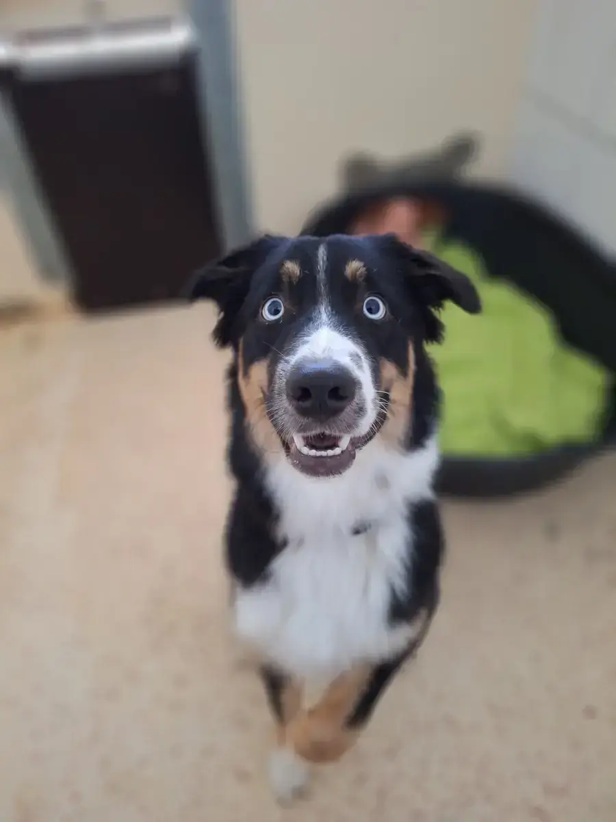 Aika - Australian Shepherd - Bild 2