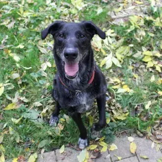 Neo - Labrador Retriever - Bild 5