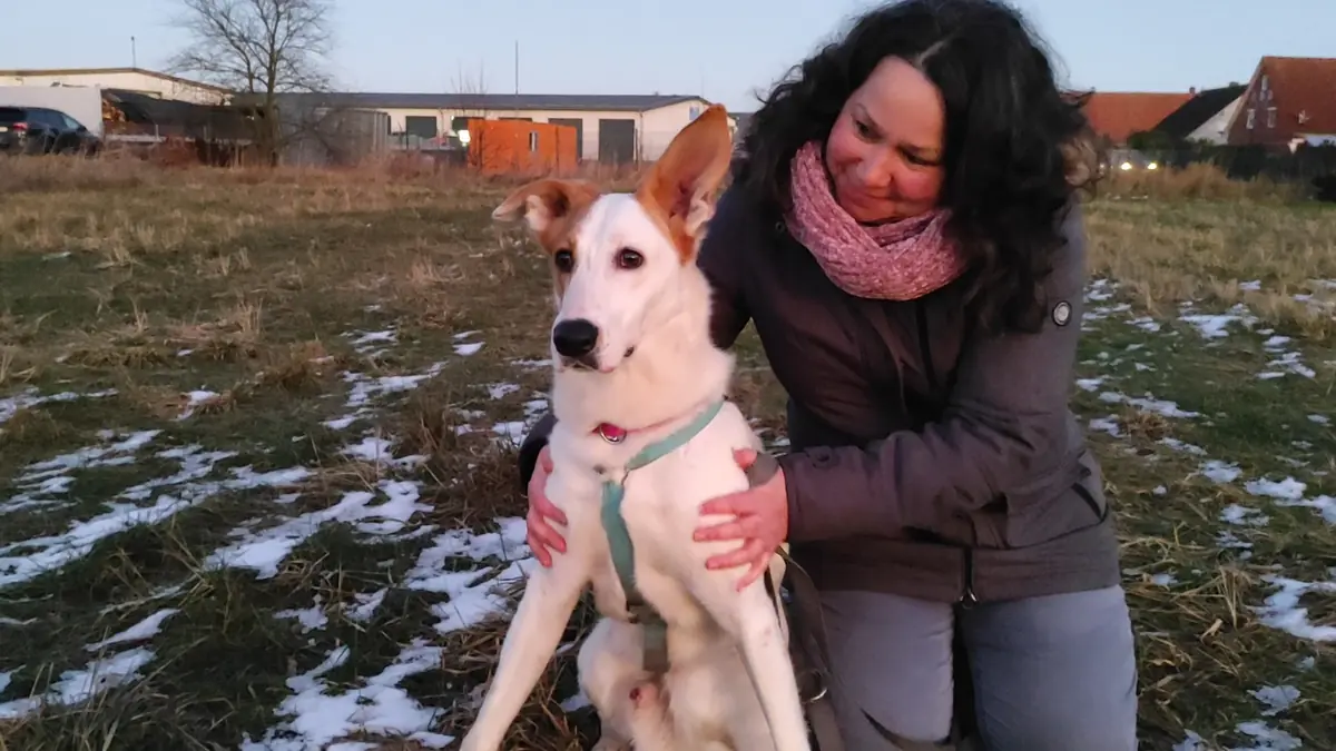 Duke - Podenco Canario - Bild 10