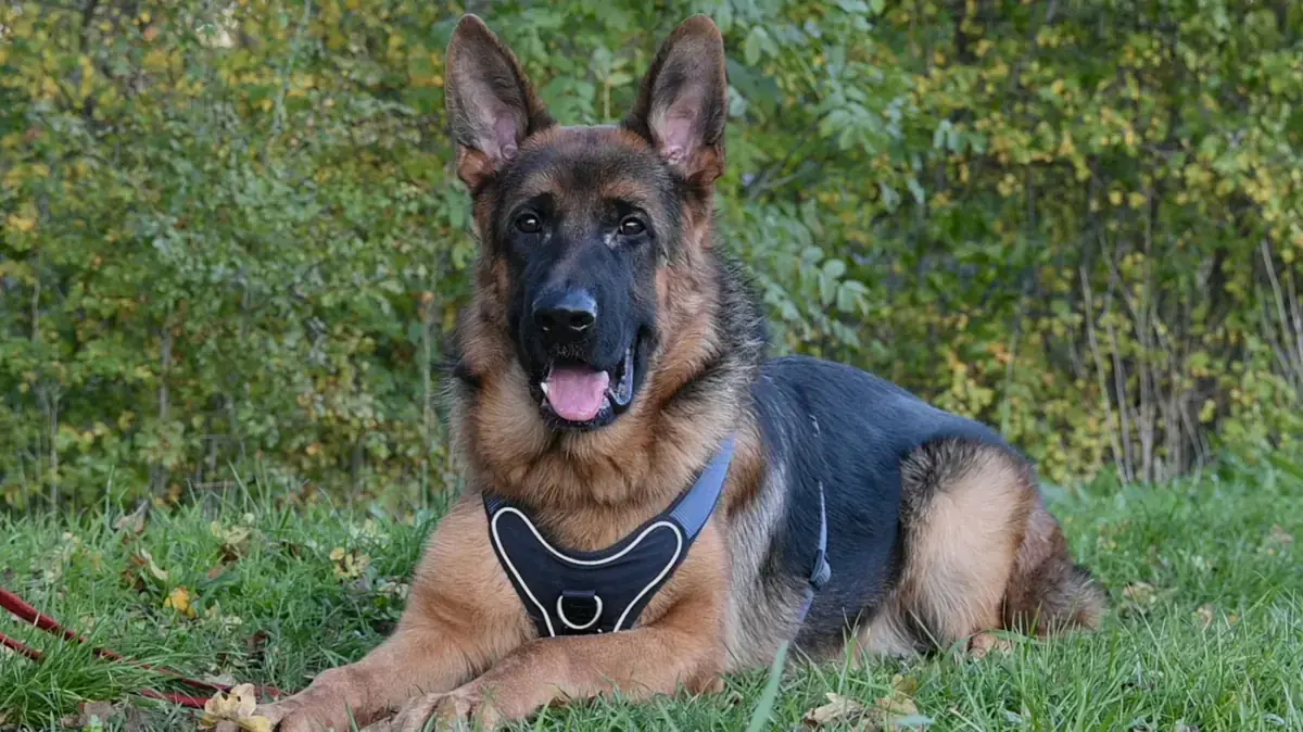 Evoli - Deutscher Schäferhund - Bild 10