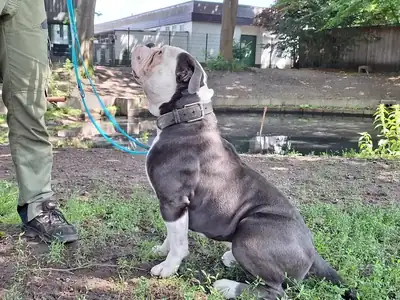Eddy – Englische Bulldogge – Bild 6
