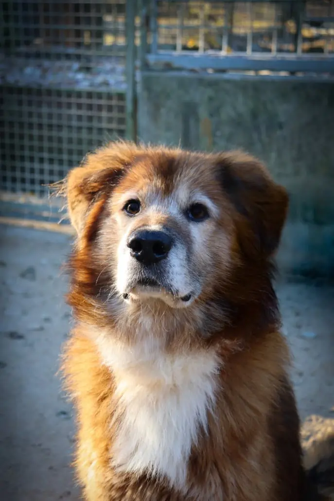 Jimmy-Lee - Shiba, Labrador Retriever - Bild 8