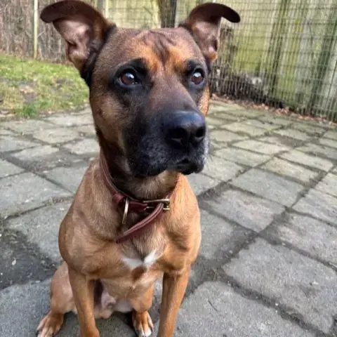 Balu - Deutscher Boxer - Bild 3