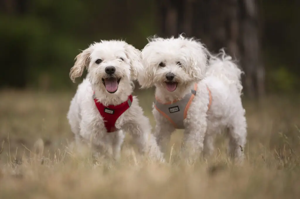 Marie und Batzi - Bichon Frisé - Bild 1