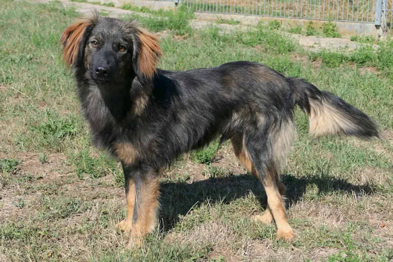 Kalle -  - Bild 2