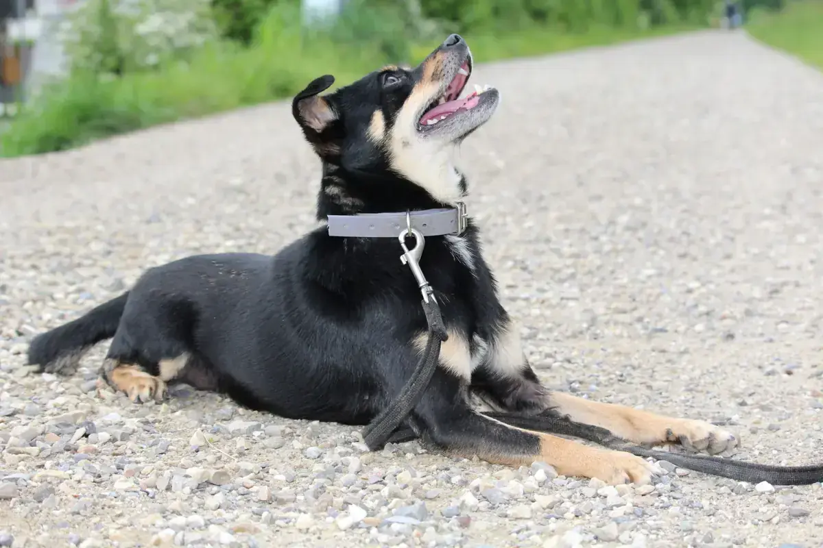 Koba -  - Bild 9