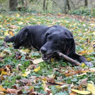 Neo - Labrador Retriever - Bild 6