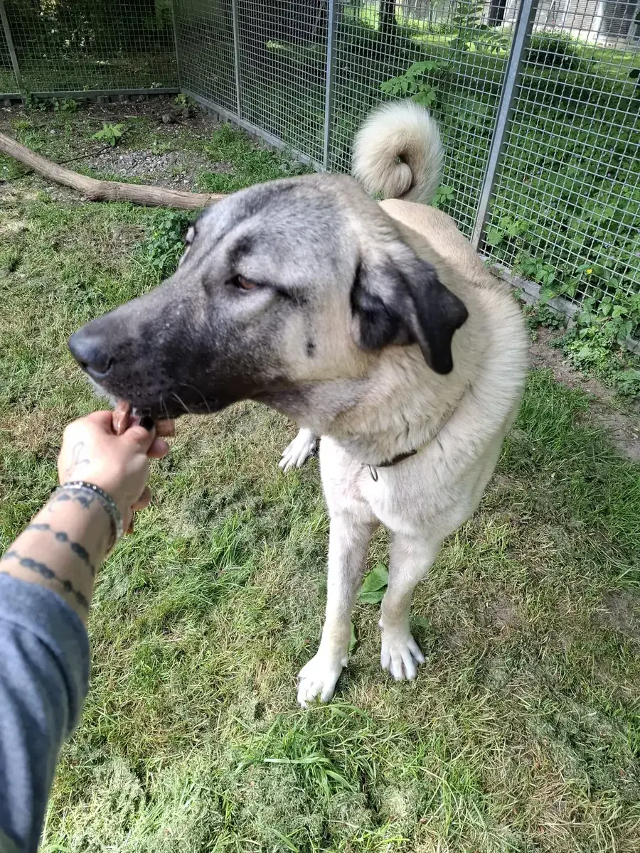 Matilda - Kangal-Hirtenhund - Bild 11