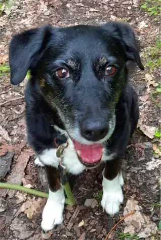 Sammy - Border Collie - Bild 7