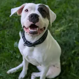 Mia - Dogo Argentino - Bild 5