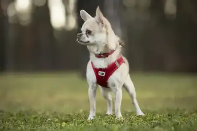 Niki – Chihuahua – Bild 2