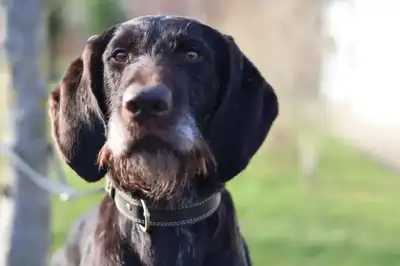 Bisaflor – English Cocker Spaniel – Bild 6