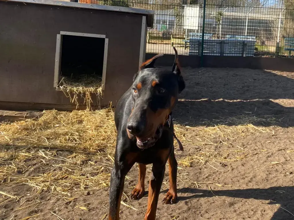 Xavier - Dobermann - Bild 3