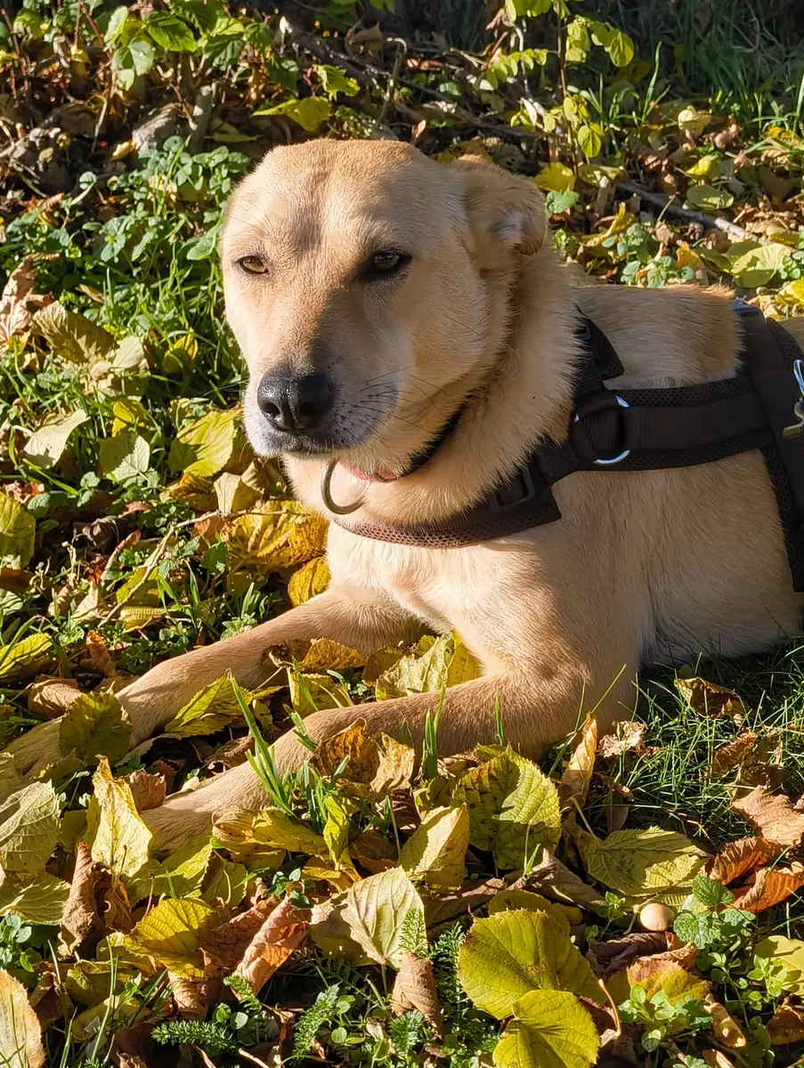 Ivy -  - Bild 1