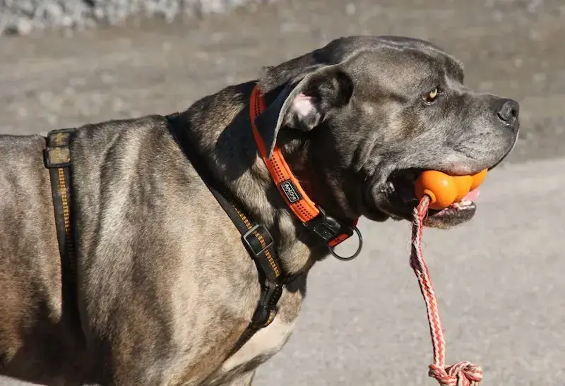 Drago - Cane Corso Italiano - Bild 3
