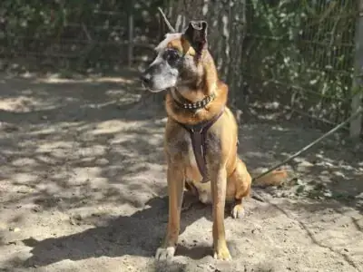 Belgischer Schäferhund Jenkins