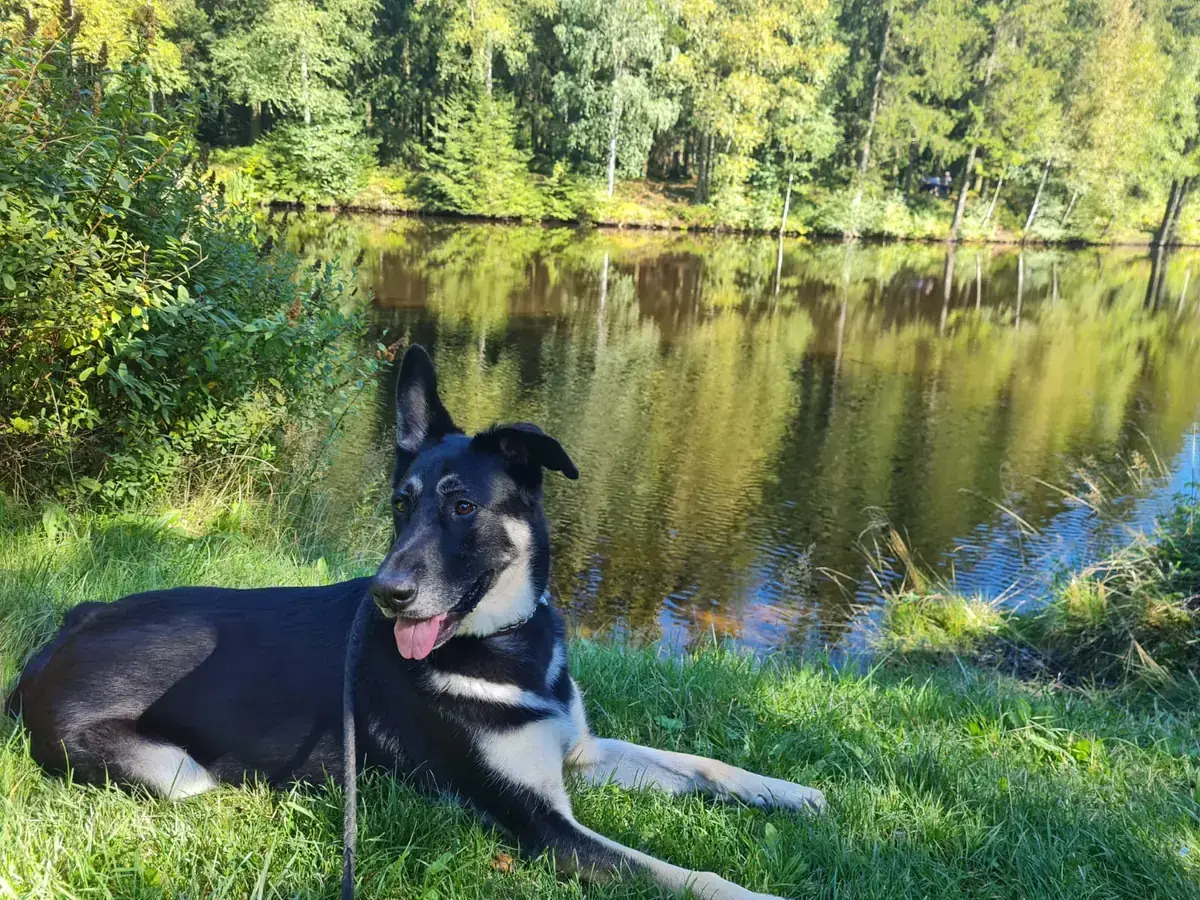 Bailey - Deutscher Schäferhund - Bild 4