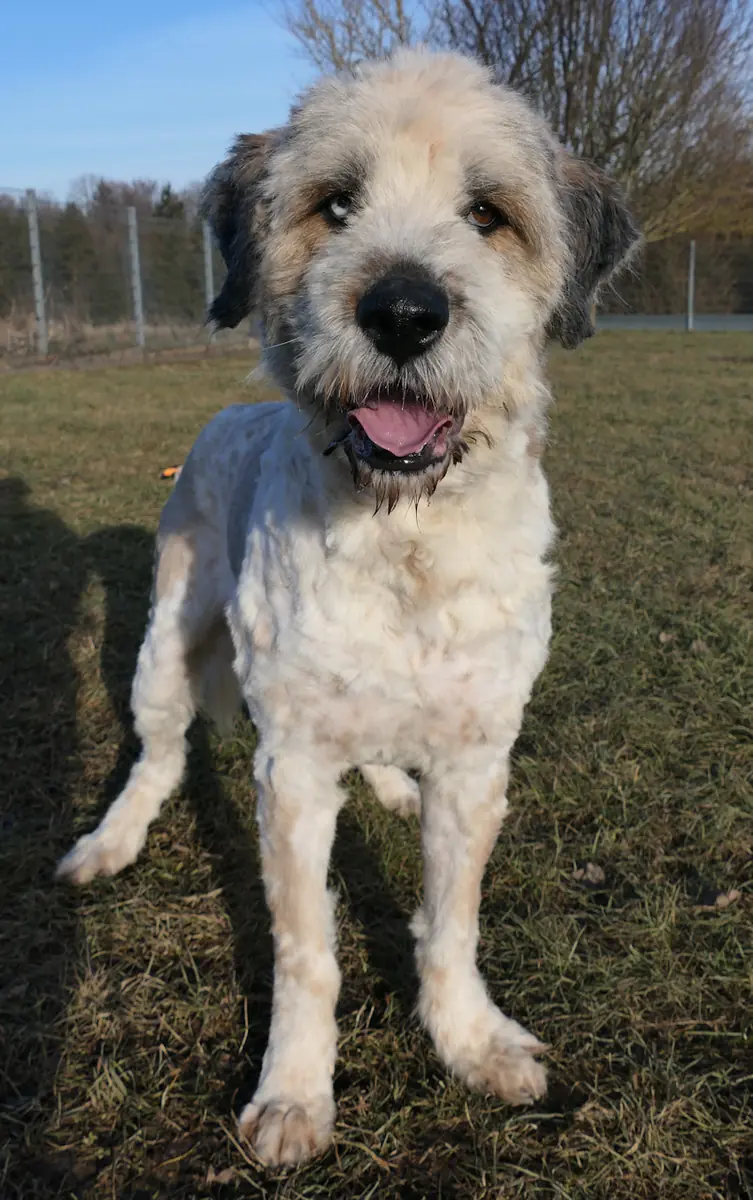 Samson -  - Bild 2