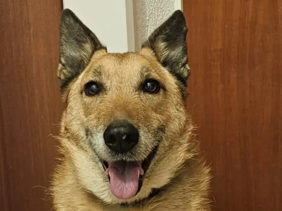 Dave - Deutscher Schäferhund, Dackel - Bild 1