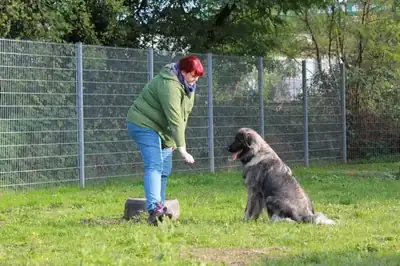 Rocky – Šarplaninac – Bild 12