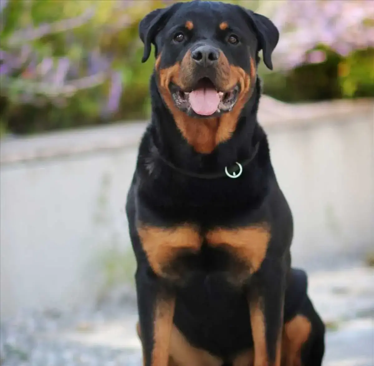 Arni - Rottweiler - Bild 3