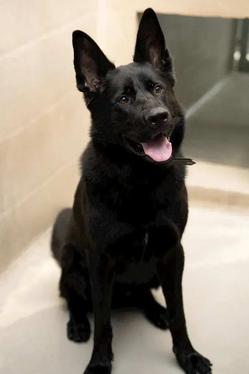 Oskar - Deutscher Schäferhund - Bild 3