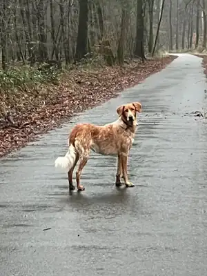 Ginger – Hund – Bild 9