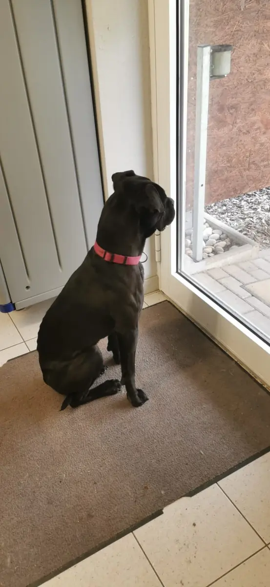 Bonnie - Cane Corso Italiano - Bild 3