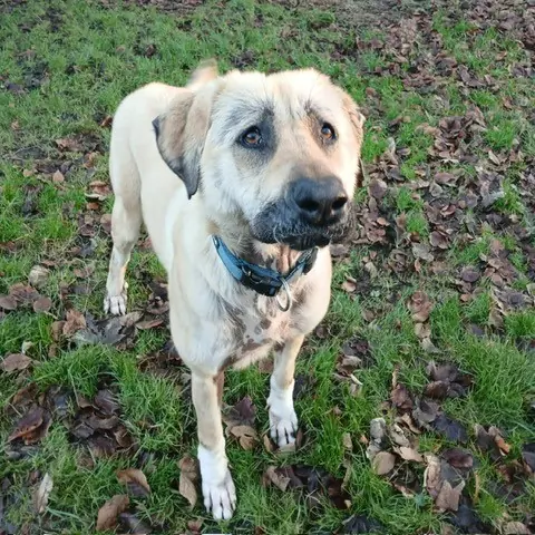 Hannah - Kangal-Hirtenhund - Bild 3