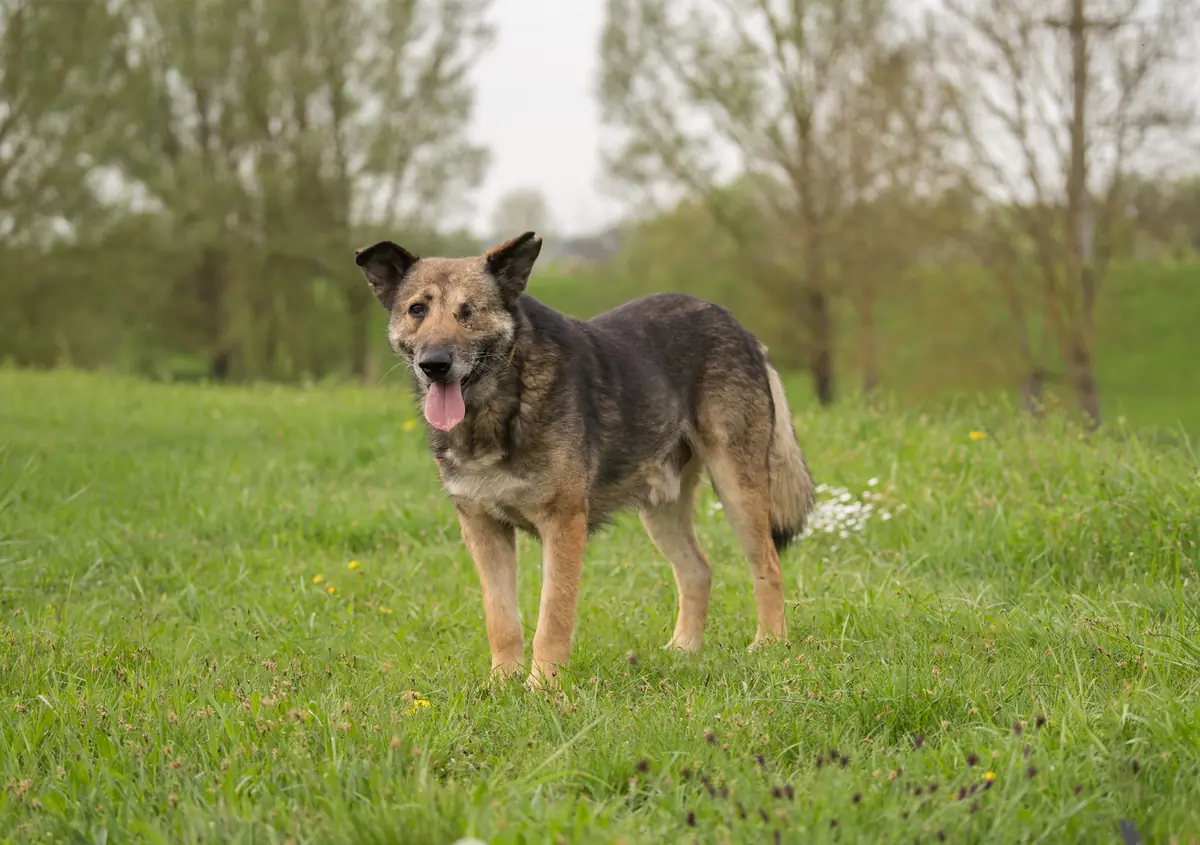 Darius -  - Bild 1