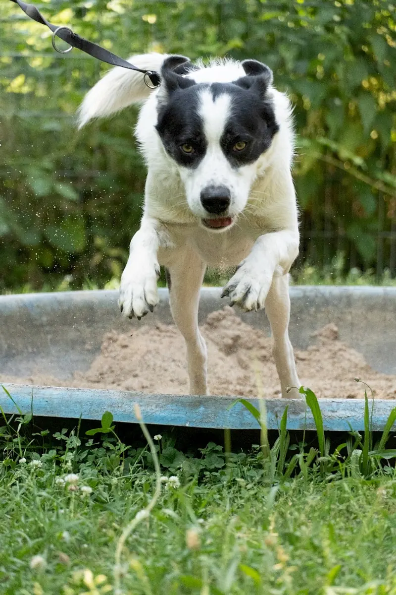 Charly -  - Bild 10