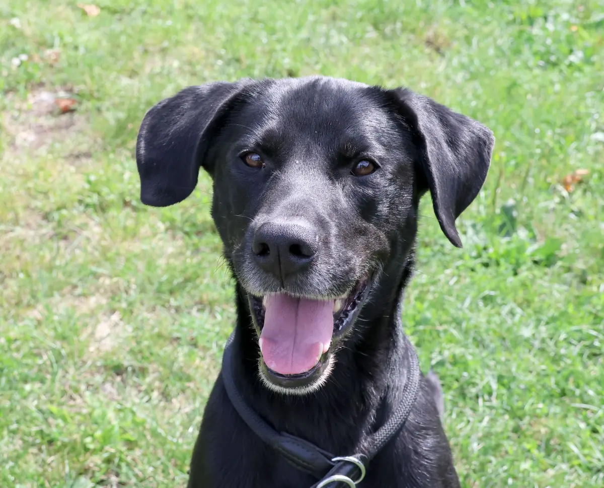 Mailo - Labrador Retriever - Bild 1