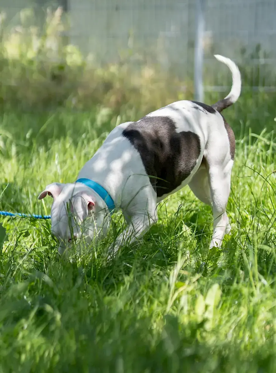 Apollo - American Staffordshire Terrier - Bild 21