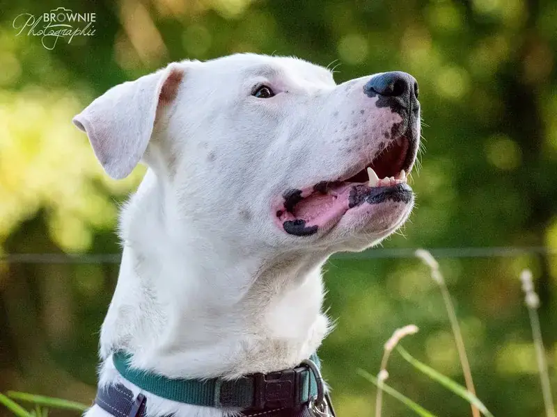 Bones - Dogo Argentino - Bild 4