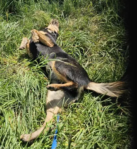 Buddy -  - Bild 5