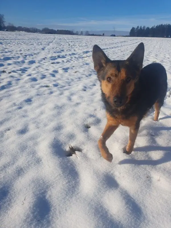 Lando -  - Bild 13