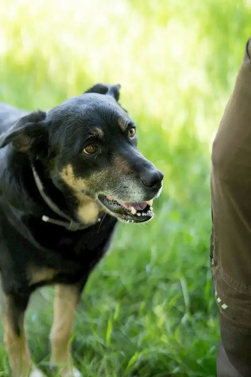 Shila -  - Bild 3