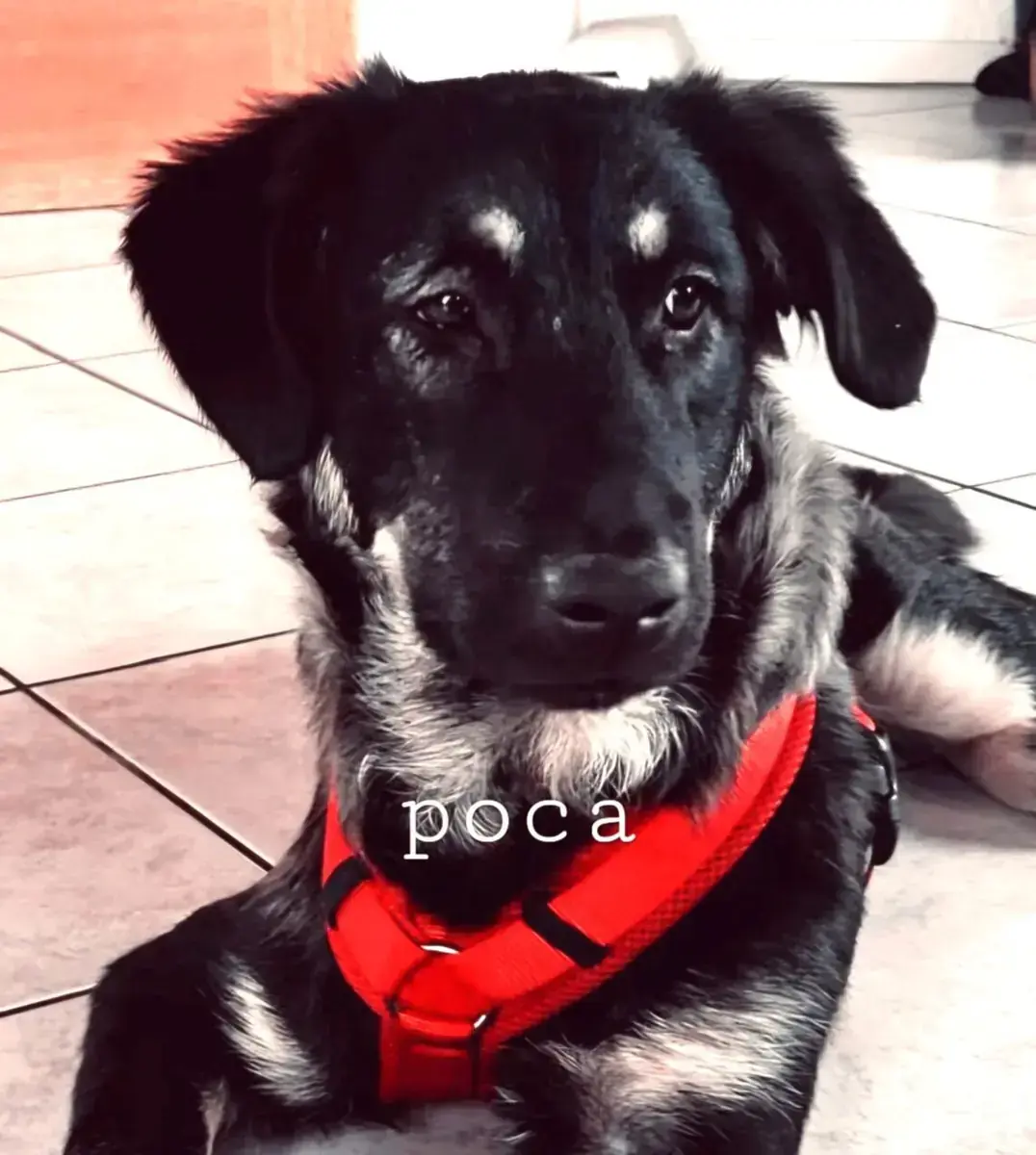 Poca -  - Bild 1