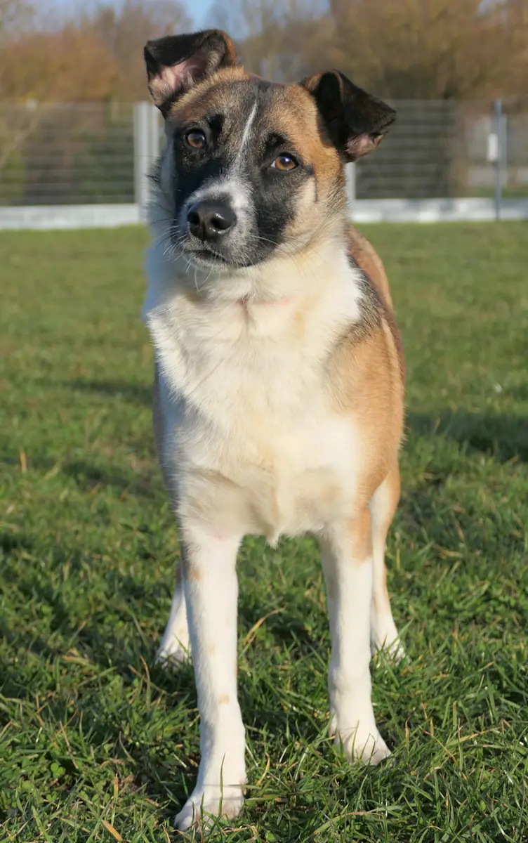 Amelia -  - Bild 1