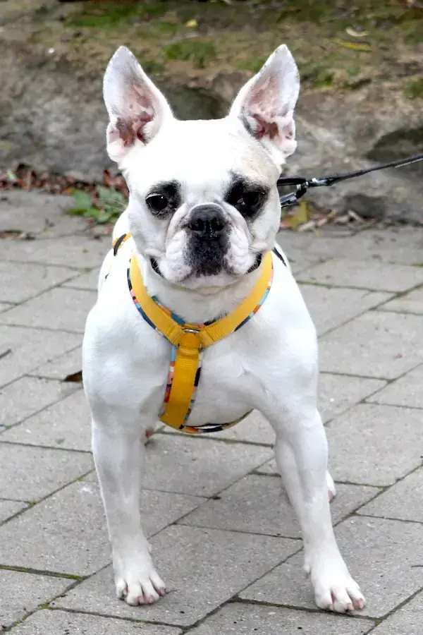 Elsa - Französische Bulldogge - Bild 4