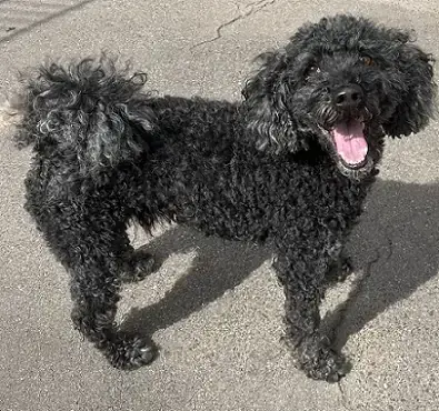 Blacky - Pudel - Bild 3
