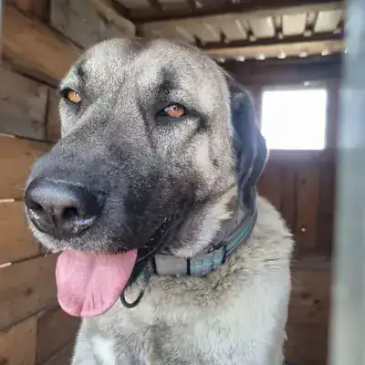 Pascha – Kangal-Hirtenhund – Bild 5