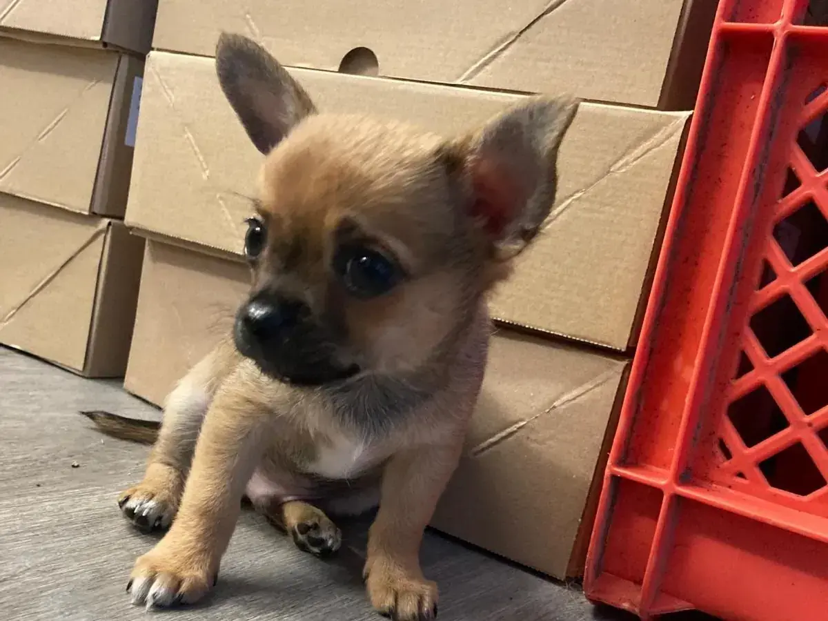 Pixel - Chihuahua - Bild 2