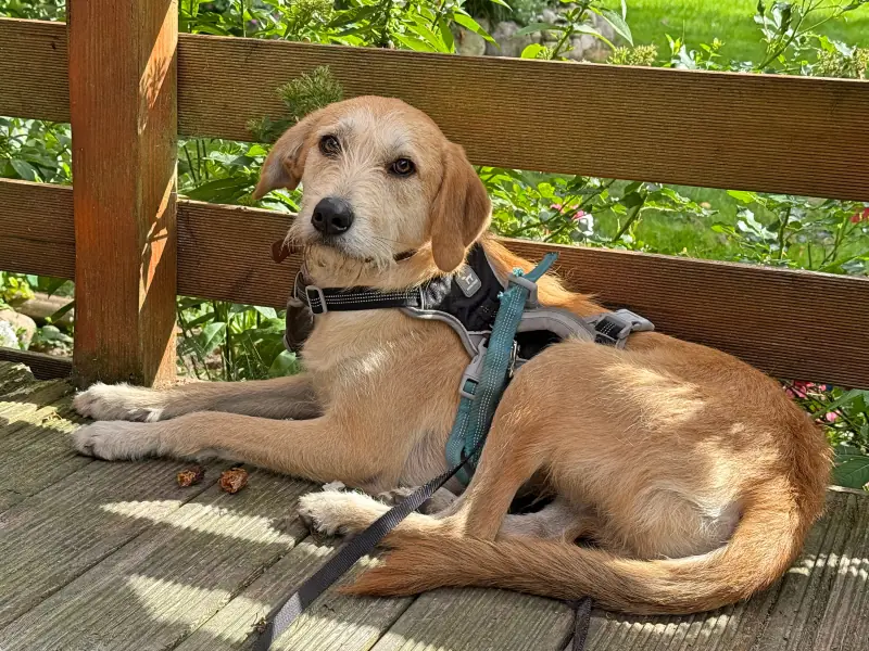Bennie -  - Bild 3